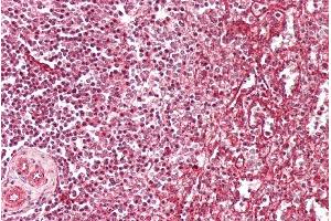 ABIN5539737 (2. (IFITM3 anticorps  (Internal Region))