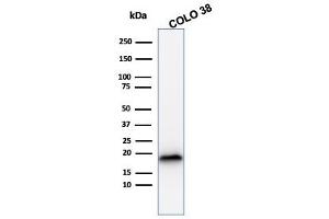 Western Blot Analysis of COLO38 cell lysate using MART-1 Mouse Recombinant Monoclonal Antibody (rMLANA/788).