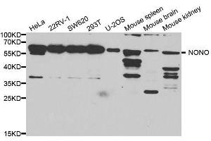 Western blot analysis of extracts of various cell lines, using Nono antibody. (NONO anticorps  (AA 1-300))