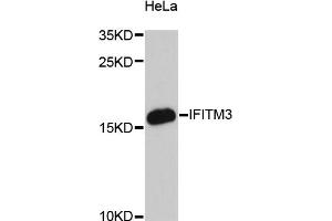 Western blot analysis of extracts of HeLa cells, using IFITM3 antibody (ABIN6292140) at 1:3000 dilution.