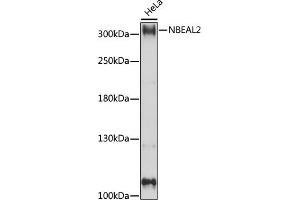 Western blot analysis of extracts of HeLa cells, using NBE antibody (ABIN7268862) at 1:1000 dilution. (NBEAL2 anticorps  (AA 1800-2100))