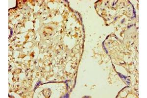 Immunohistochemistry of paraffin-embedded human placenta tissue using ABIN7160343 at dilution of 1:100