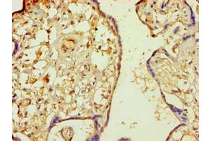Immunohistochemistry of paraffin-embedded human placenta tissue using ABIN7160343 at dilution of 1:100 (MINPP1 anticorps  (AA 31-487))