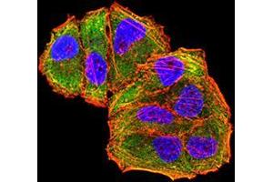 Immunofluorescence analysis of Hela cells using MET mouse mAb (green).