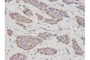 Immunohistochemistry (IHC) image for anti-Thymopoietin (TMPO) antibody (ABIN1875122) (Thymopoietin anticorps)