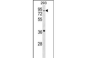 HIRIP3 Antibody (Center) (ABIN1538248 and ABIN2850055) western blot analysis in 293 cell line lysates (35 μg/lane). (HIRIP3 anticorps  (AA 287-316))