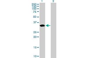 Western Blot analysis of ARGFX expression in transfected 293T cell line by ARGFX MaxPab polyclonal antibody. (ARGFX anticorps  (AA 1-315))