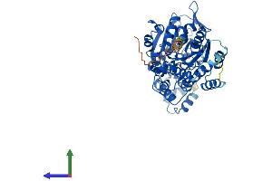 AlphaFold protein structure predicition of Human Recombinant GLYCTK Protein, UniprotID Q8IVS8