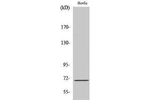 Western Blotting (WB) image for anti-KH Domain Containing, RNA Binding, Signal Transduction Associated 1 (KHDRBS1) (Internal Region) antibody (ABIN3186872)