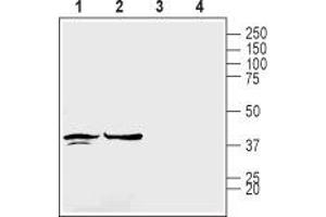 Western blot analysis of rat brain membranes (lanes 1 and 3) and mouse brain lysates (lanes 2 and 4): - 1,2.