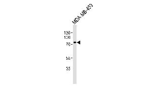 Western blot analysis of lysate from MDA-MB-453 cell line, using TRAF3IP3 Antibody (N-term) (ABIN1539444 and ABIN2848972). (TRAF3IP3 anticorps  (N-Term))