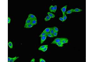 Immunofluorescent analysis of HepG2 cells using ABIN7152495 at dilution of 1:100 and Alexa Fluor 488-congugated AffiniPure Goat Anti-Rabbit IgG(H+L)