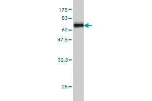 Western Blot detection against Immunogen (63. (WDR77 anticorps  (AA 1-342))