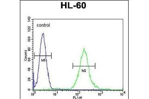 SOS2 Antibody (N-term) (ABIN655707 and ABIN2845158) flow cytometric analysis of HL-60 cells (right histogram) compared to a negative control cell (left histogram). (SOS2 anticorps  (N-Term))