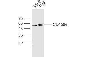 Raji cell lysates probed with Anti-CD158e Polyclonal Antibody, Unconjugated  at 1:5000 90min in 37˚C. (KIR3DL1 anticorps  (AA 251-350))