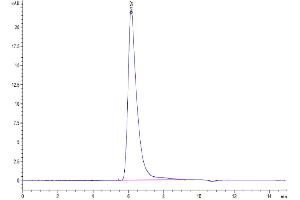 The purity of Human E-selectin is greater than 95 % as determined by SEC-HPLC.