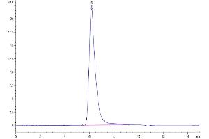 The purity of Human E-selectin is greater than 95 % as determined by SEC-HPLC. (Selectin E/CD62e Protein (AA 22-556) (Fc Tag))