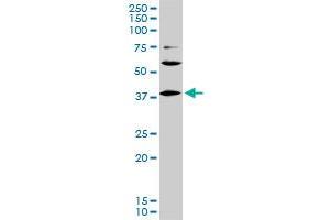 LHX6 monoclonal antibody (M01), clone 3D9.