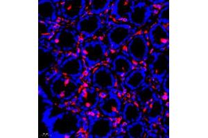 Immunofluorescence of paraffin embedded rat colon using SHF-1 (ABIN7075710) at dilution of 1:600 (400x lens)