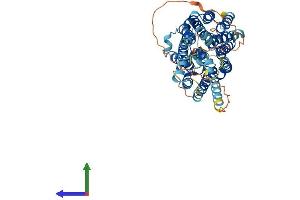 AlphaFold protein structure predicition of Mouse Recombinant Slc2a10 Protein, UniprotID Q8VHD6