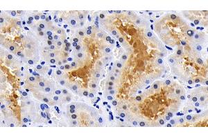 Detection of CASP8 in Human Kidney Tissue using Polyclonal Antibody to Caspase 8 (CASP8)