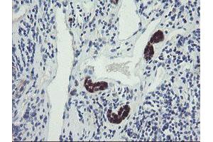 Image no. 4 for anti-TSC22 Domain Family, Member 1 (TSC22D1) antibody (ABIN1501540) (TSC22D1 anticorps)