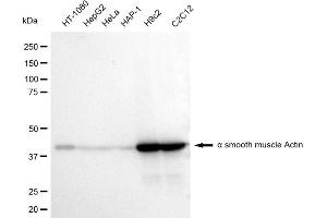 Western blotting analysis using alpha smooth muscle Actin antibody (ABIN7797465). (Recombinant Smooth Muscle Actin anticorps)