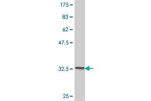 Western Blot detection against Immunogen (34. (USP51 anticorps  (AA 261-337))