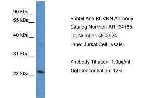 WB Suggested Anti-RCVRN Antibody   Titration: 1. (Recoverin anticorps  (C-Term))