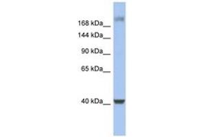 Image no. 1 for anti-Host Cell Factor C1 (VP16-Accessory Protein) (HCFC1) (C-Term) antibody (ABIN6742782) (HCFC1 anticorps  (C-Term))