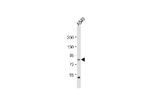 Anti-L Antibody (Center) at 1:2000 dilution + A549 whole cell lysate Lysates/proteins at 20 μg per lane. (PML anticorps  (AA 483-515))