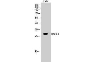 Western Blot (WB) analysis of HeLa cells using Hox-B9 Polyclonal Antibody.