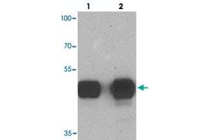 Western blot analysis of TUBA3C in mouse brain tissue with TUBA3C polyclonal antibody  at (lane 1) 0. (TUBA3C anticorps  (N-Term))