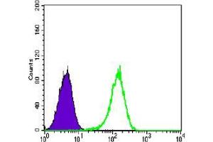Flow cytometric analysis of K562 cells using NR3C1 mouse mAb (green) and negative control (purple).