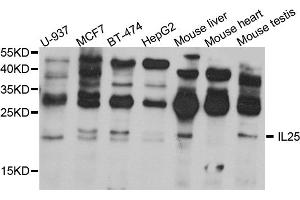 Western blot analysis of extracts of various cell lines, using IL25 antibody (ABIN5974535) at 1/1000 dilution. (IL-25 anticorps)