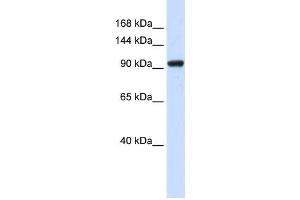 Western Blotting (WB) image for anti-SCAN Domain Containing 3 (SCAND3) antibody (ABIN2459139) (SCAND3 anticorps)