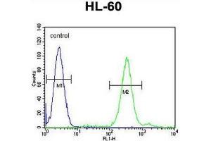 CNIH2 Antibody (N-term) flow cytometric analysis of HL-60 cells (right histogram) compared to a negative control cell (left histogram). (CNIH2 anticorps  (N-Term))