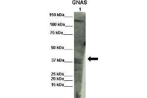 Lanes :  Lane 1: INS1 lysate   Primary Antibody Dilution :   1:1000    Secondary Antibody :  Donkey anti-rabbit-HRP   Secondary Antibody Dilution :   1:1000   Gene Name :  GNAS   Submitted by :  Olivier Costa, Diabetes research center VUB (GNAS anticorps  (N-Term))