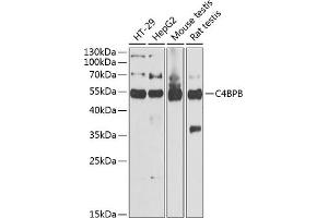 Western blot analysis of extracts of various cell lines, using C4BPB antibody (ABIN6127735, ABIN6137775, ABIN6137776 and ABIN6221978) at 1:1000 dilution. (C4BPB anticorps  (AA 18-251))