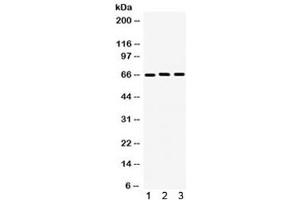 Western blot testing of 1) human U87, 2) rat PC-12 and 3) mouse NIH3T3 lysate with LMNB1 antibody. (Lamin B1 anticorps  (AA 266-583))