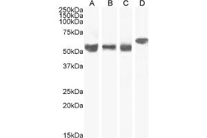 (ABIN185160) staining (0. (KPNA4 anticorps  (C-Term))