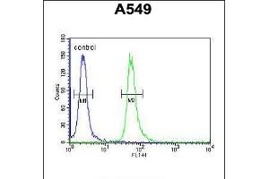 Flow cytometric analysis of A549 cells (right histogram) compared to a negative control cell (left histogram). (GNAT3 anticorps  (AA 78-105))