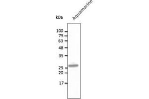 Western Blotting (WB) image for anti-Aquamarine Fluorescent Protein antibody (ABIN7273084) (Aquamarine Fluorescent Protein anticorps)