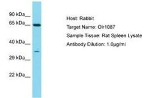 Image no. 1 for anti-Olfactory Receptor 1I1 (OR1I1) (C-Term) antibody (ABIN6750427) (OR1I1 anticorps  (C-Term))