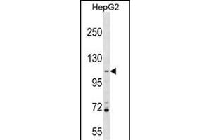 PROSER1 Antibody (N-term) (ABIN1539038 and ABIN2849413) western blot analysis in HepG2 cell line lysates (35 μg/lane). (PROSER1 anticorps  (N-Term))