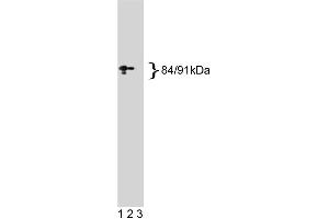 Western blot analysis of Stat1 on a A431 cell lysate. (STAT1 anticorps  (AA 1-194))