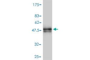 Western Blot detection against Immunogen (47.