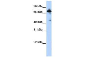 SLC9A8 antibody used at 1 ug/ml to detect target protein. (NHE8 anticorps)