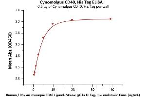 Immobilized Cynomolgus CD40, His Tag (ABIN2870588,ABIN2870589) at 5 μg/mL (100 μL/well) can bind Human / Rhesus macaque CD40 Ligand, Mouse IgG2a Fc Tag, low endotoxin (ABIN5954903,ABIN6253627) with a linear range of 0.