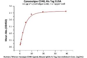 Immobilized Cynomolgus CD40, His Tag (ABIN2870588,ABIN2870589) at 5 μg/mL (100 μL/well) can bind Human / Rhesus macaque CD40 Ligand, Mouse IgG2a Fc Tag, low endotoxin (ABIN5954903,ABIN6253627) with a linear range of 0. (CD40 Protein (CD40) (AA 21-193) (His tag))